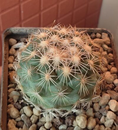 Coryphantha echinus - Зображення 2