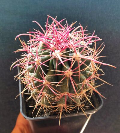 Ferocactus gracilis