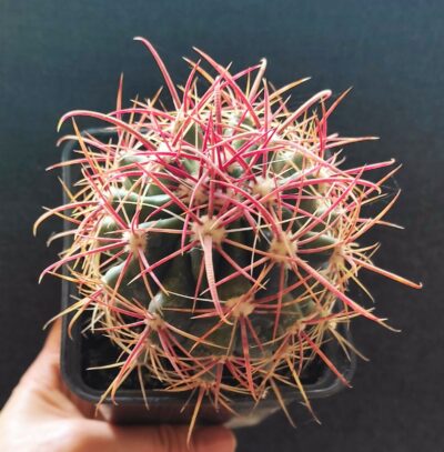 Ferocactus gracilis - Зображення 2