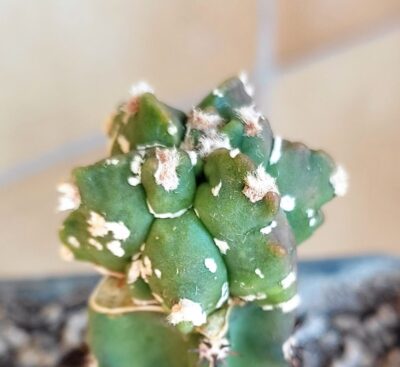 Astrophytum myriostigma cv hakuun