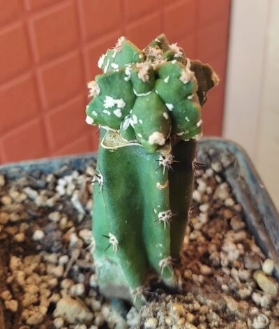 Astrophytum myriostigma cv hakuun - Зображення 2