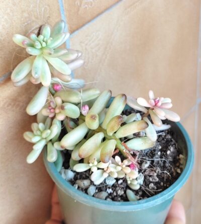 Sedum Rubrotinctum Aurora