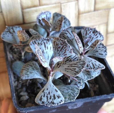 Kalanchoe rhombopilosa