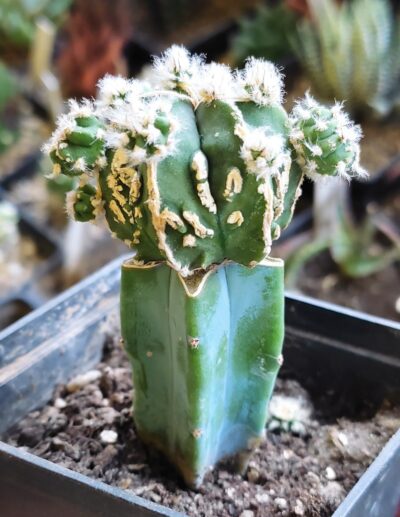 Astrophytum myriostigma fukuryu hakujo - Зображення 2