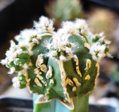 Astrophytum myriostigma fukuryu hakujo