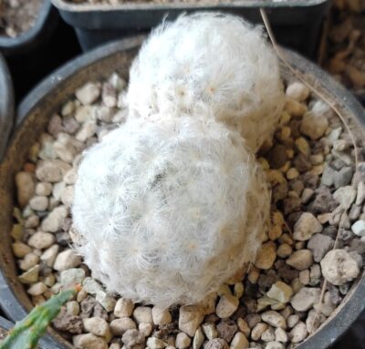 Mammillaria plumosa - Зображення 2