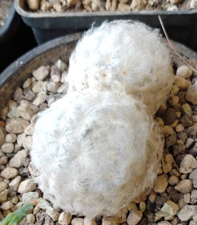 Mammillaria plumosa