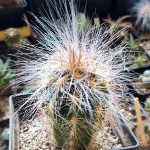 Оreocereus celsianus | 66