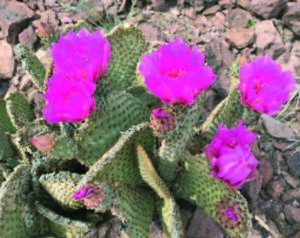 Opuntia basilaris var. heilii