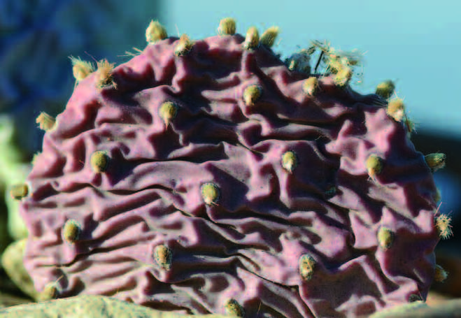 Opuntia basilaris var. heilii