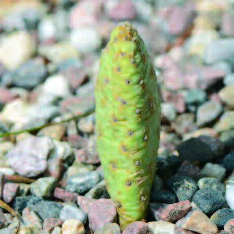 Opuntia basilaris var. heilii