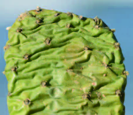 Opuntia basilaris var. heilii | 1