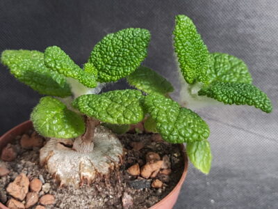 Sinningia bullata