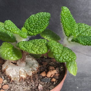 Sinningia bullata | 93