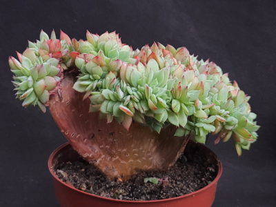 Echeveria sp. cristata - Зображення 2