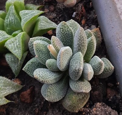 Crassula tecta