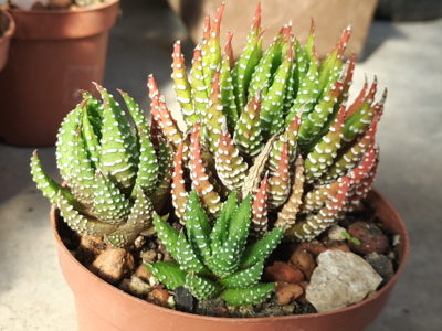 Haworthia reinwardtii peddiensis