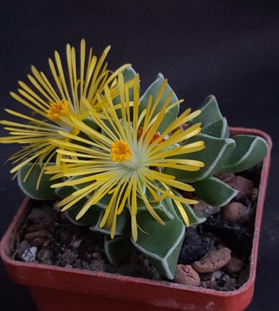 Faucaria bosscheana
