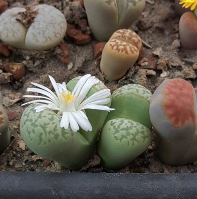 Lithops marmorata