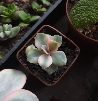 Echeveria Rainbow