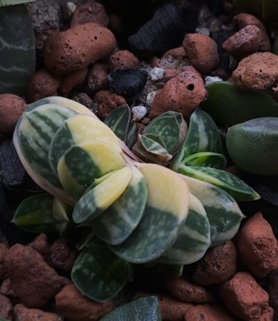 Gasteria sp. var.