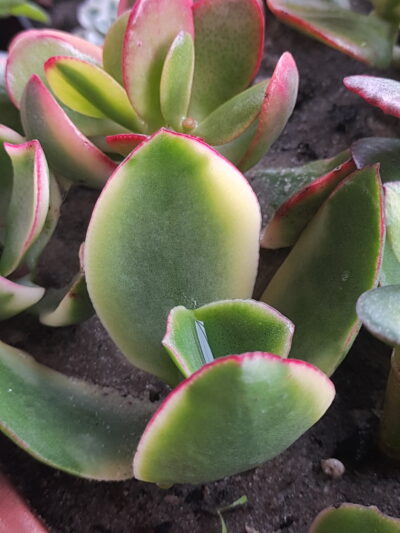 Crassula ovata Kagetsu maruba - Зображення 2