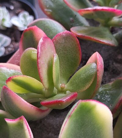Crassula ovata Sunset