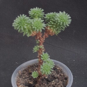 Sedum multiceps | 94