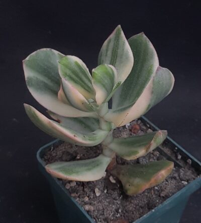 Crassula ovata tricolor