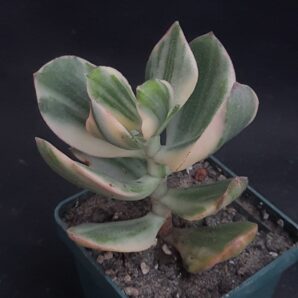 Crassula ovata tricolor