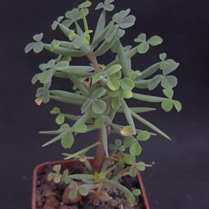 Oxalis succulenta | 90