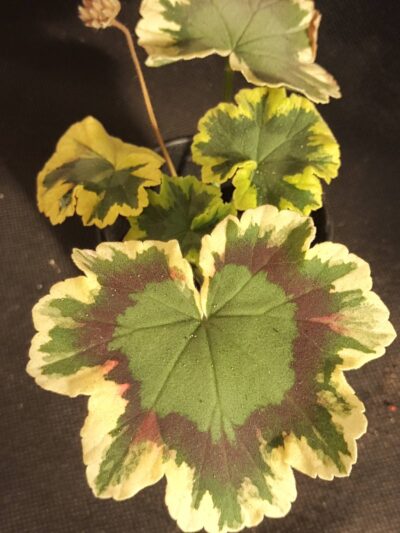Pelargonium Contrast (Tricolor) - Зображення 2