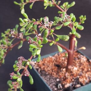 Pilea nipensis | 95
