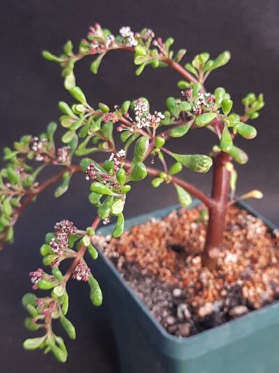 Pilea nipensis