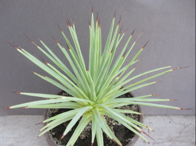 Agave stricta nana