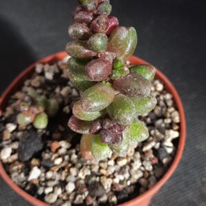 Sedum furfuraceum | 91