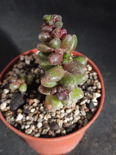 Sedum furfuraceum