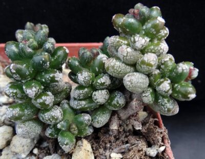 Sedum furfuraceum - Зображення 2