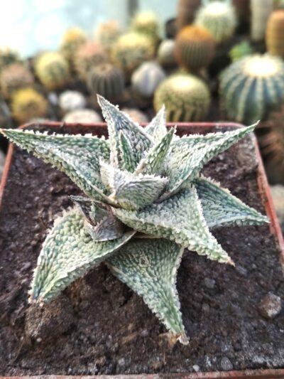 Aloe coconut flakes