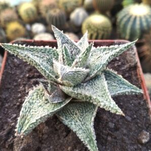 Aloe Coconut Flakes
