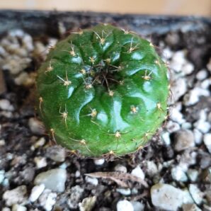 Frailea perumbilicata | 39