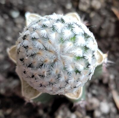 MAMMILLARIA SANCHEZ-MEJORADAE
