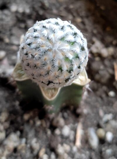 MAMMILLARIA SANCHEZ-MEJORADAE - Зображення 2
