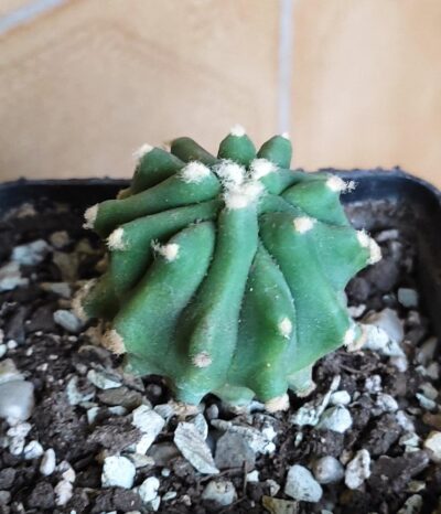 ferocactus glaucescens f. inermis