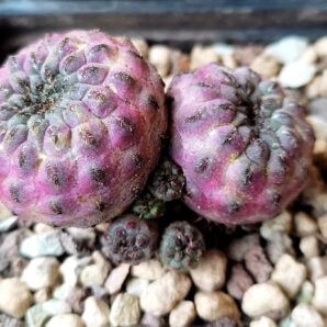 Sulcorebutia rauschii violacidermis | 85