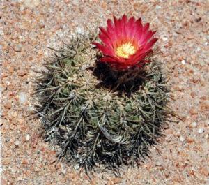 Islaya divaricatiflora F. Ritter — красноцветковая ислайя
