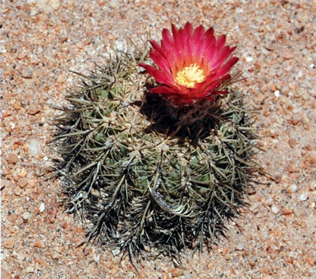 Islaya divaricatiflora