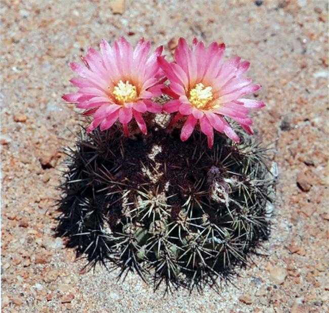 Islaya divaricatiflora