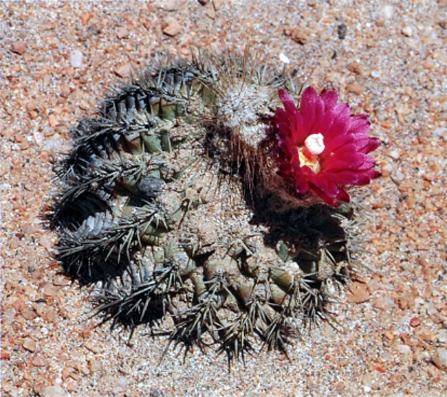Islaya divaricatiflora