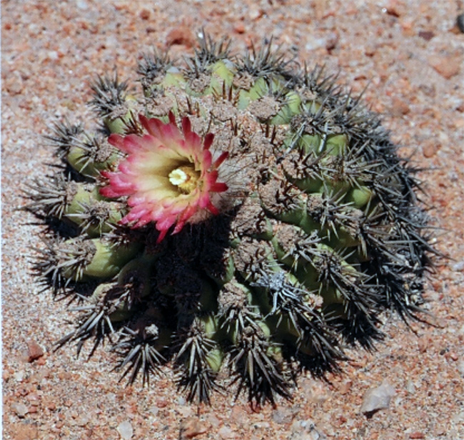 Islaya divaricatiflora
